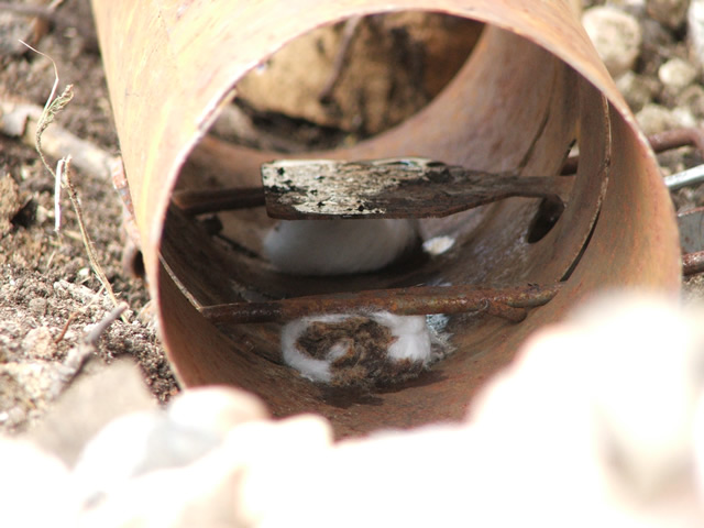 squirrel trap